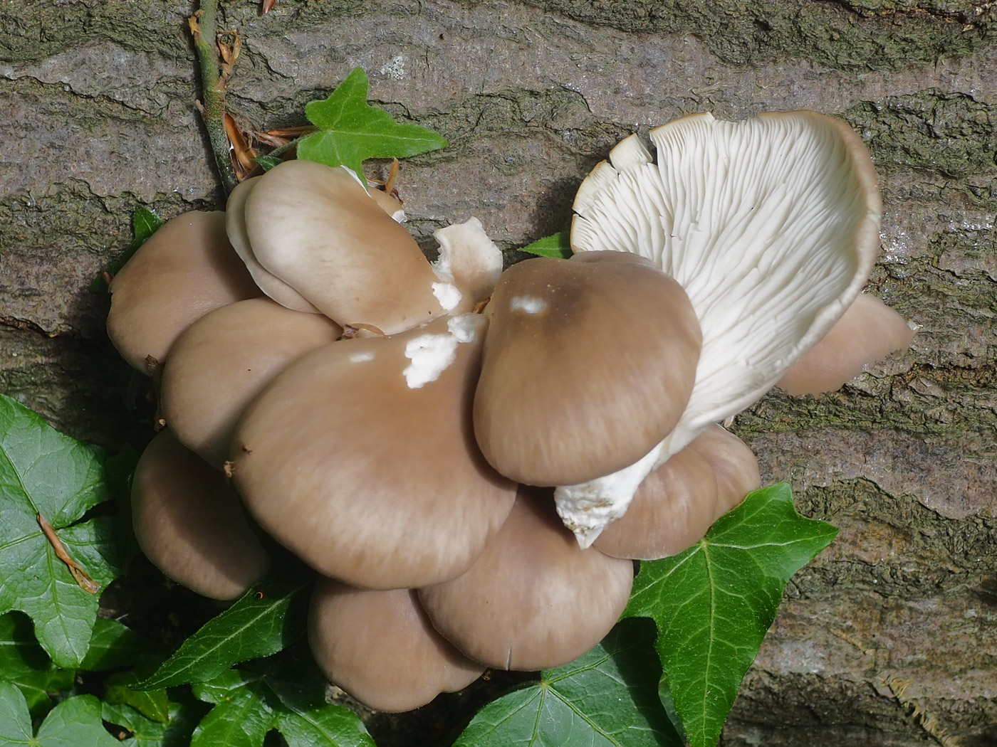 Photo by John Catterson Pleurotus ostreatus by John Catterson
